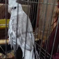 عروس هلندی ماده