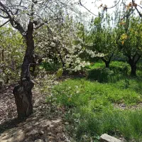 باغچه-500متری-بدون-بنا-زیبا-دشت