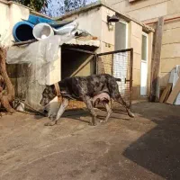 توله‌سگ گریت‌دین اصیل فوق‌العاده درشت و سالم|سگ|رشت, حومه رشت|دیوار