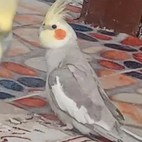عروس هلندی