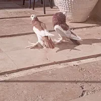 کفتر بادکنکی|پرنده|شهرضا, |دیوار