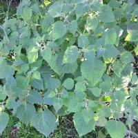 نهال فیسالیس|گل و گیاه طبیعی|گرگان, |دیوار