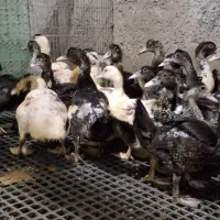 اردک مسکوئی اسرائیلی|حیوانات مزرعه|سرخرود, |دیوار