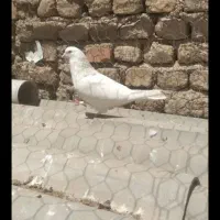 کبوتر|پرنده|کرج, ملک‌آباد|دیوار