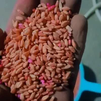 فروش گندم دی دشت 30گونی