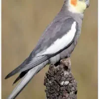 عروس هلندی