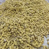 بادام زمینی غلاف دار|عمده‌فروشی|شبستر, |دیوار