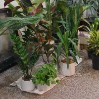 گل و گیاه تک و عمده