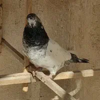 کبوتر   کفتر|پرنده|تهران, مسعودیه|دیوار