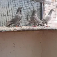 کفترسیلتی لاکا