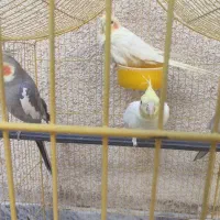 عروس هلندی|پرنده|بروجرد, |دیوار