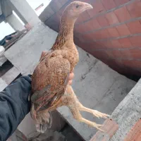 جوجه مرغ لاری|حیوانات مزرعه|قائم‌شهر, |دیوار