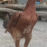 دوتا لاری اصیل یدونه جوجه|حیوانات مزرعه|باروق, |دیوار