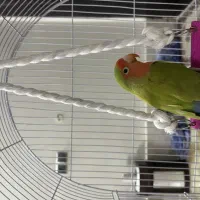 کوتوله برزیلی|پرنده|مشهد, انقلاب|دیوار