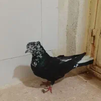 کبوتر