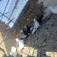 کفتر یجایی|پرنده|قم, نیروگاه|دیوار