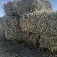 ۱۵۵بستهیونجه