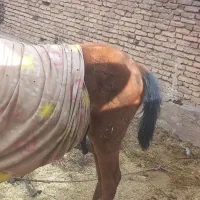 یک عدد کره|اسب و تجهیزات اسبسواری|فارسان, |دیوار