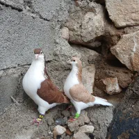 شیرازی