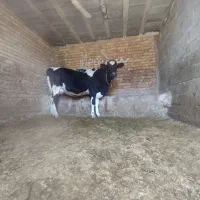 گاو. تلیسه شکم اول  9ماه آبستن