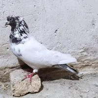 نر کله ای اصیل و جوجه  ب شرط|پرنده|آسارا, |دیوار