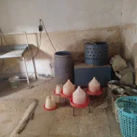 دستگاه پر کن مرغ|فروشگاه و مغازه|گتوند, |دیوار