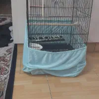 یه جوجه عروس هلندی نر ۷ماهه با قفس|پرنده|پاکدشت, پارچین|دیوار