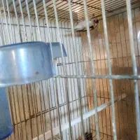 سره|پرنده|خمینی‌شهر, |دیوار