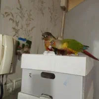 طوطی گرینچک