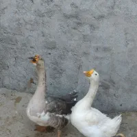 یک جفت قوغازوخروس و مرغ شاخدار