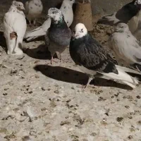 کبوتر پرشی