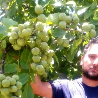 نهالستان گردو و بادام دیرگل و پر بار پالیز|خدمات باغبانی و درختکاری|اصفهان, آزادگان|دیوار