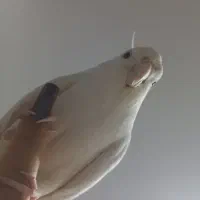 عروس هلندی آلبینو سخنگو رام|پرنده|کرمانشاه, |دیوار