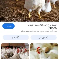 مرغ زنده