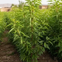 بهترین سرمایه‌گذاری امسال،خرید نهال بادام زودبازده|گل و گیاه طبیعی|بانه, |دیوار