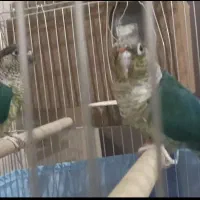 فروش دو جفت گرینچیک