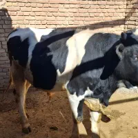 گوساله نر پروار شده|حیوانات مزرعه|اقلید, |دیوار