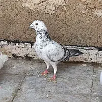 کفتر پلاکی|پرنده|شیراز, کوشک میدان|دیوار