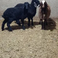 ۳ راس بره سبک|حیوانات مزرعه|پاکدشت, پاکدشت (مامازند)|دیوار