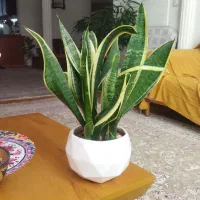 سانسوریا پا کوتاه و زاموفلیا وشامادورا