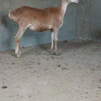 کاور بره ماده ، میش ، بز