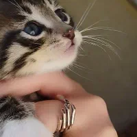 معاوضه با لوازم گربه