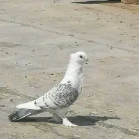 کبوتر
