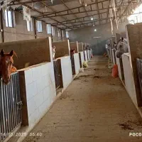 فروش چند راس اسب