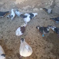 کفتر|پرنده|نصر آباد, |دیوار