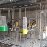 تعدادی قناری سوپری یکسر|پرنده|ساوه, |دیوار