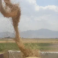 جو آبی تمیز برداشت امسال|خدمات باغبانی و درختکاری|شهرکرد, |دیوار