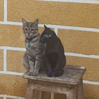 گربه تبی dsh|گربه|مراغه, |دیوار