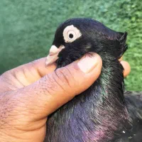 زاغ سیاه ابادانی|پرنده|بندر ماهشهر, |دیوار