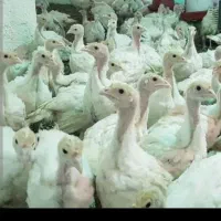 بوقلمون طاقچه تازه تخم اردک فیلم ببین